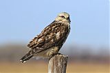 Rough-legged Hawk